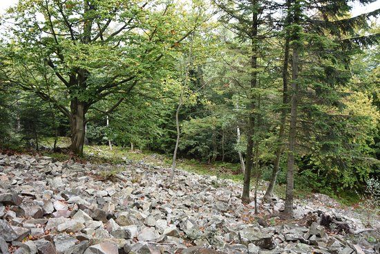 Rezerwat przyrody Szczytniak